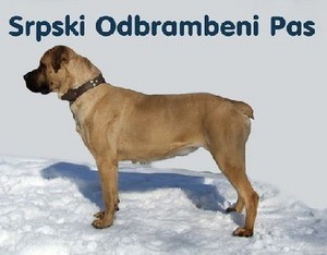 srpski odbrambeni pas